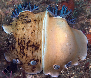 Aphelodoris varia, Bare Island by Doug Anderson 